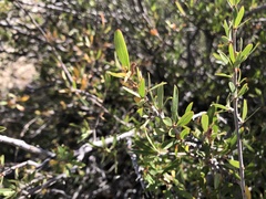 Peraphyllum ramosissimum