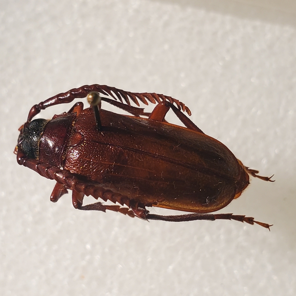Prionus debilis