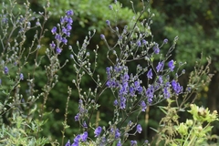 Aconitum variegatum