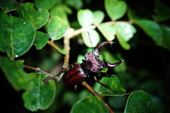 Lucanus swinhoei