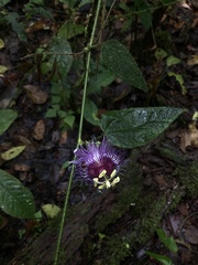 Passiflora menispermifolia