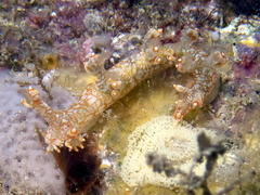 Bornella stellifera