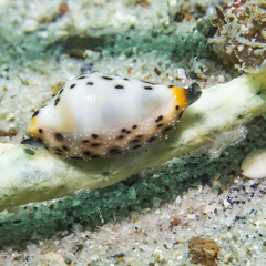 Cuspivolva howlandae