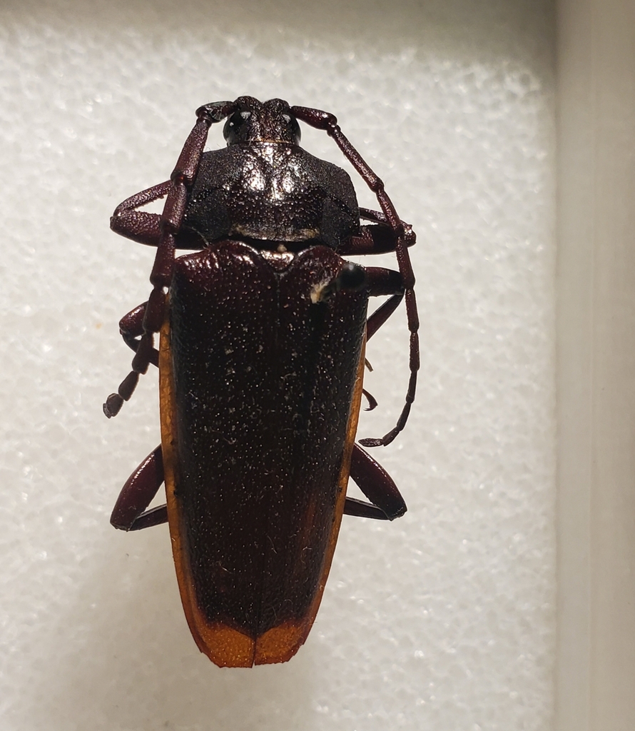 Solenoptera thomae