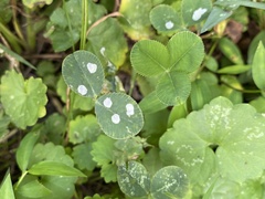 Porphyrosela minuta