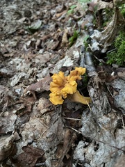 Craterellus lutescens