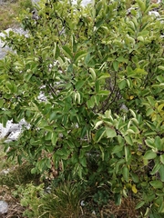Rhamnus alpina