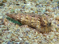 Rhinoclavis sinensis