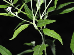 Neolasioptera perfoliata