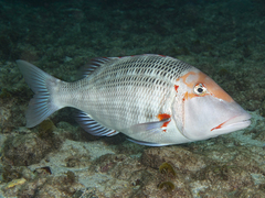 Lethrinus miniatus
