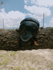 Dichotomius colonicus