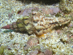 Marmorofusus nicobaricus