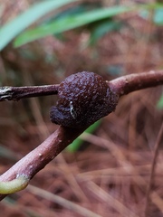 Phylloporia amplectens