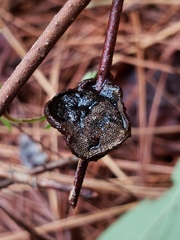 Phylloporia amplectens