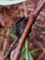 Phylloporia amplectens