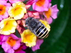 Anthophora marginata