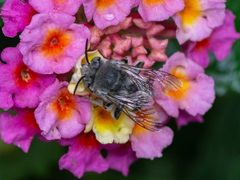 Anthophora marginata