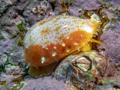 Purpuradusta hammondae