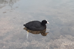 Fulica atra