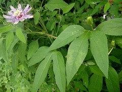 Passiflora incarnata