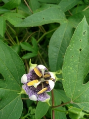 Passiflora incarnata