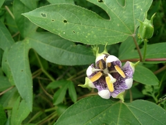 Passiflora incarnata