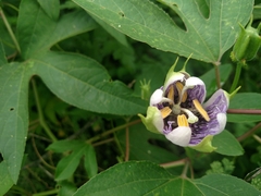 Passiflora incarnata