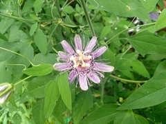 Passiflora incarnata