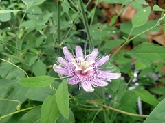 Passiflora incarnata