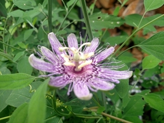 Passiflora incarnata