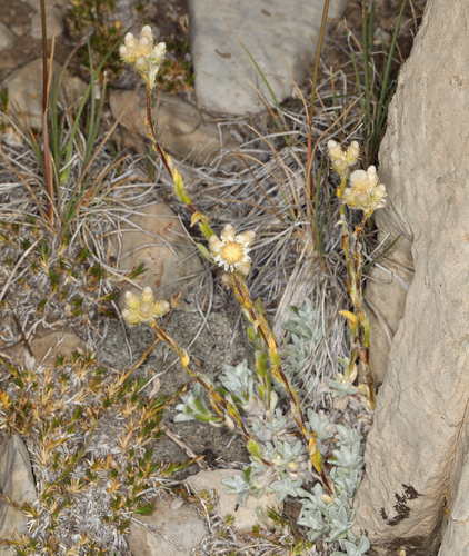 Rosy pussytoes (Antennaria rosea)