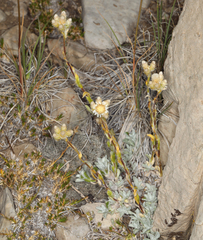 Antennaria microphylla