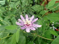 Passiflora incarnata