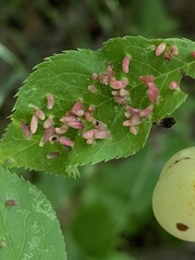 Eriophyes cerasicrumena