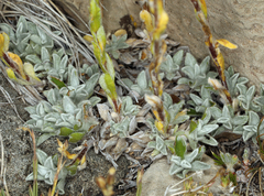 Antennaria microphylla