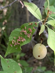Eriophyes cerasicrumena