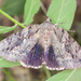 Agrippina Underwing - Photo (c) Brent Franklin, some rights reserved (CC BY-NC), uploaded by Brent Franklin