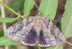 Catocala agrippina