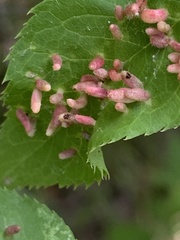 Eriophyes cerasicrumena