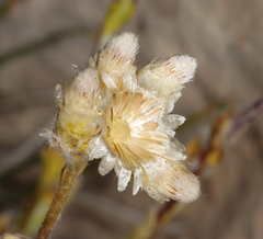 Antennaria microphylla