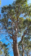 Eucalyptus umbra