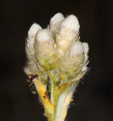 Antennaria microphylla