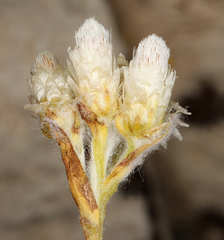Antennaria microphylla