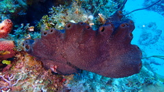 Smenospongia conulosa