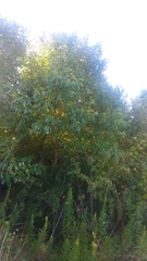 Diospyros virginiana
