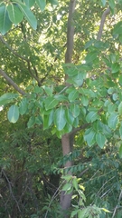 Diospyros virginiana