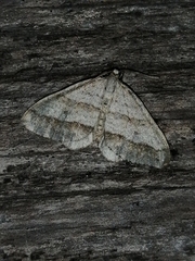 Perizoma parallelolineatum