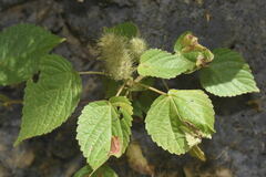 Acalypha arvensis