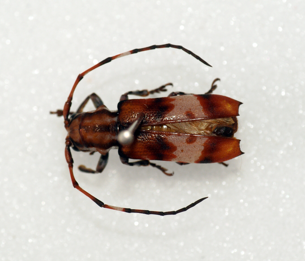 Armatosterna