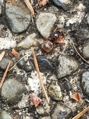 Lasius americanus